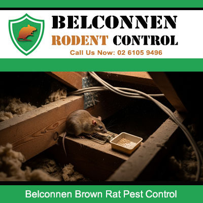 Belconnen pest control experts treating brown rat feeding on bait inside roof cavity