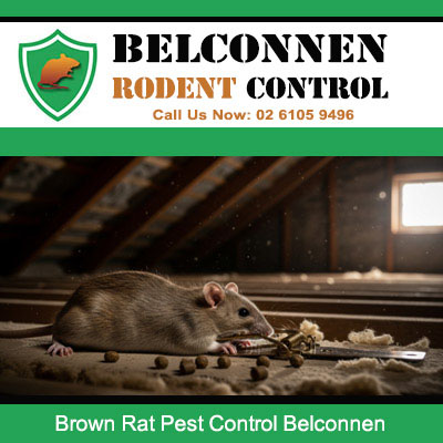 Large brown rat scavenging food scraps in attic space removed by rodent exterminators in Belconnen ACT