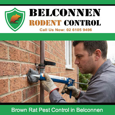Pest control technician sealing pipe entry point on brick wall to prevent brown rat access in Belconnen ACT