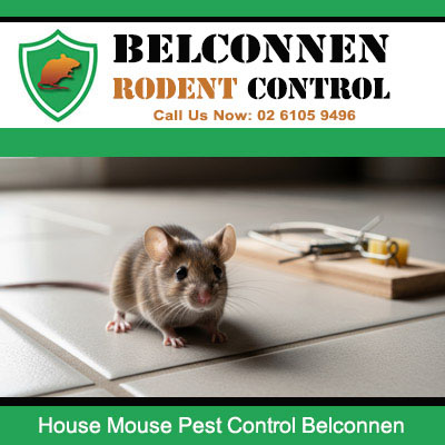 House mouse approaching rodent trap placed by professional extermination service in Belconnen ACT