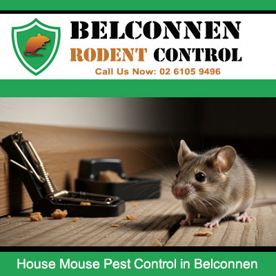 Effective house mouse control in Belconnen ACT using combined bait station and snap trap removal method