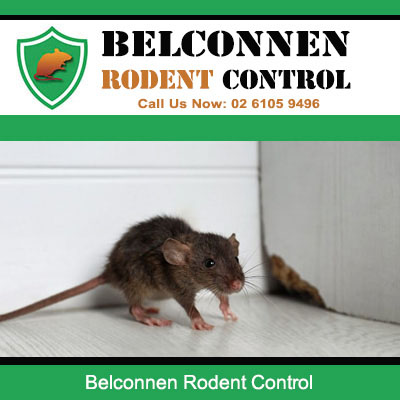 Professional rodent control services in Belconnen removing house mice infestation