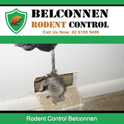 Belconnen Rodent Control locating rats nesting inside wall cavities of residential property