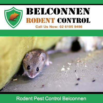 Professional rodent pest control Belconnen ACT finding mice concealed under furniture