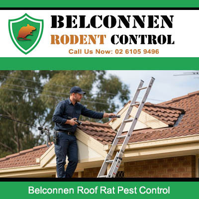 Belconnen Rodent Control technician inspecting roof for rat infestation on residential home
