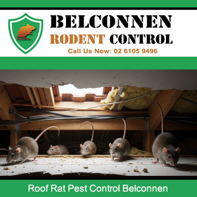 Multiple roof rats nesting in ceiling cavity in Belconnen house