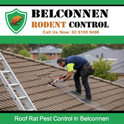 Professional roof rat proofing service in Belconnen ACT technician securing roof gaps and entry points